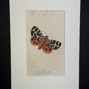 Peut inclure: Une estampe ancienne encadrée représentant un Grand Tigre. L'illustration du papillon présente des ailes orange et noires avec des motifs détaillés. Le texte en bas indique "96. THE GREAT TIGER MOTH. Phalaena Caja - Britain."