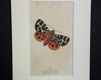 The Great Tiger Moth - Original 1832 Hand Coloured Antique Print