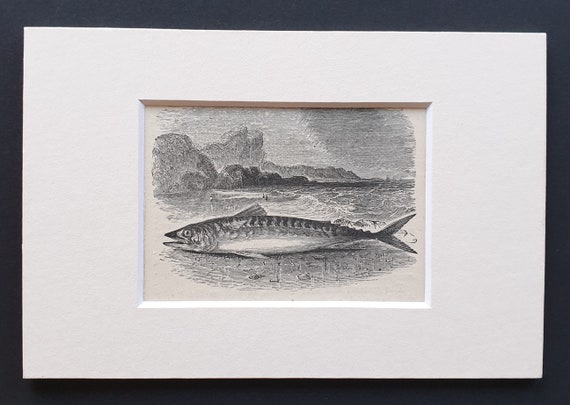 The Mackerel - small Illustrated Natural History print in mount