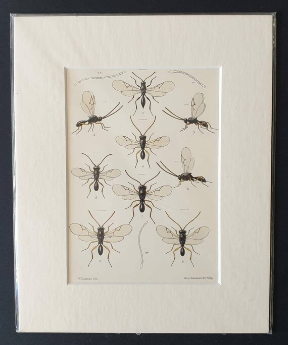 Original 1890 insect print in mount