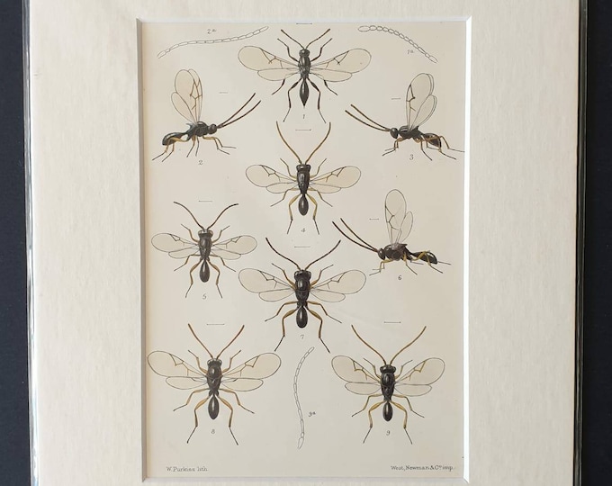 Original 1890 insect print in mount