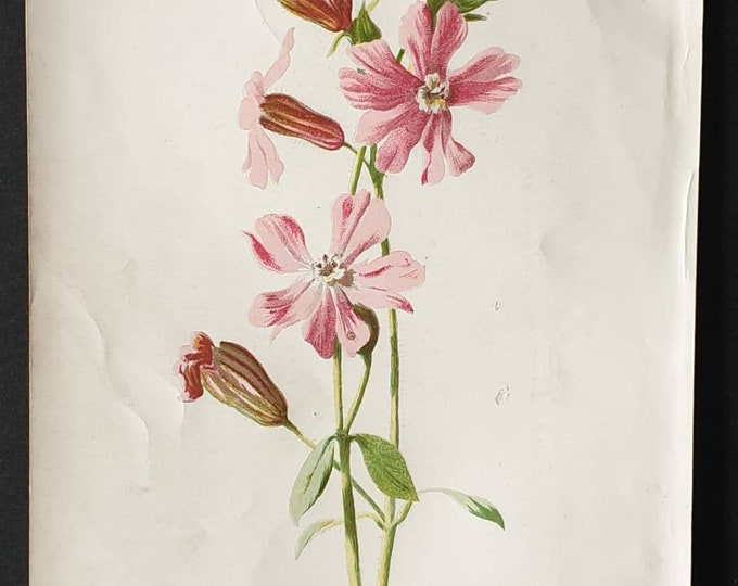 Original 1890 flower print - Catchfly