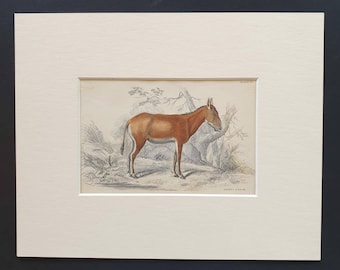 Asinus Hamar - Original 1841 hand coloured horse print