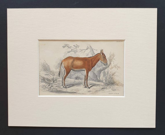 Original 1841 hand coloured horse print - Asinus Hamar