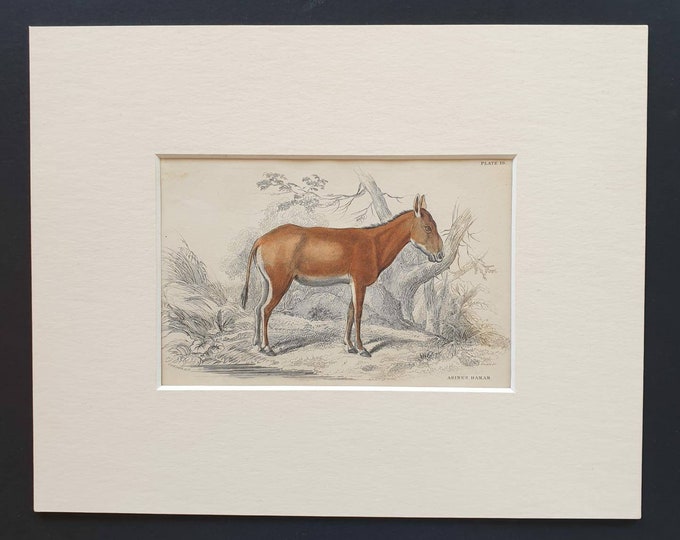 Original 1841 hand coloured horse print - Asinus Hamar