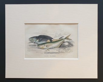 Black Fish, Horse Mackerel - Original c1860 hand coloured fish print in mount