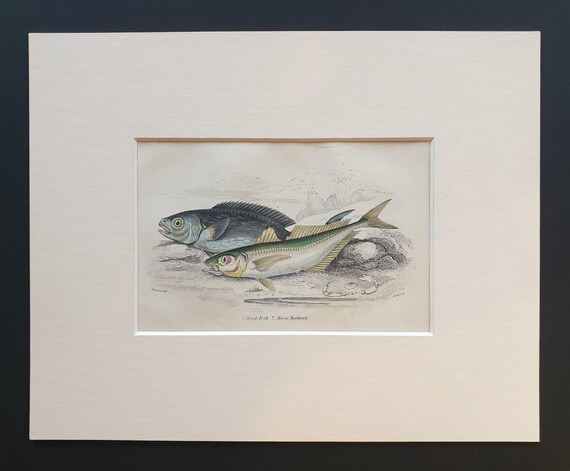 Black Fish, Horse Mackerel - Original c1860 hand coloured fish print in mount