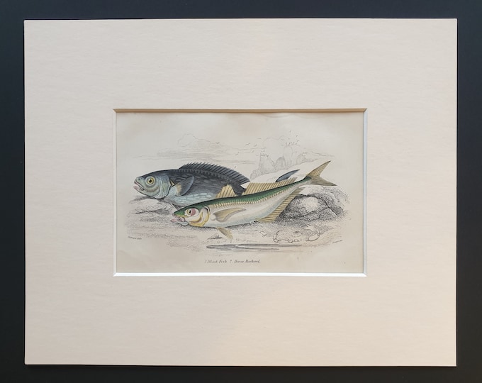 Black Fish, Horse Mackerel - Original c1860 hand coloured fish print in mount