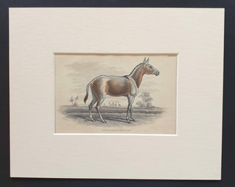 Asinus Onager - Original 1841 hand coloured horse print