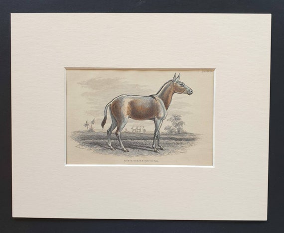 Original 1841 hand coloured horse print - Asinus Onager