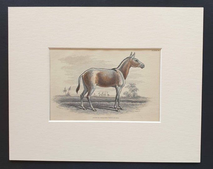 Original 1841 hand coloured horse print - Asinus Onager