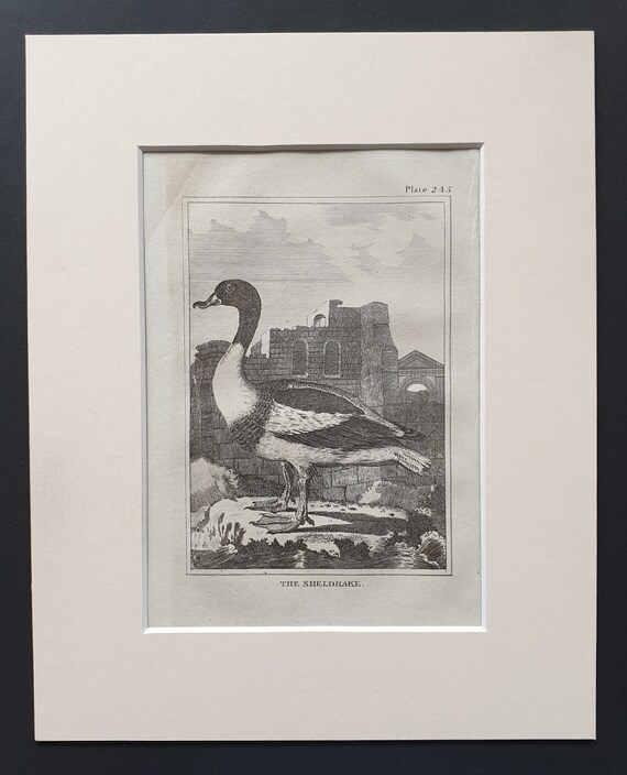 The Sheldrake -  Original 1812 Buffon print in mount (245)