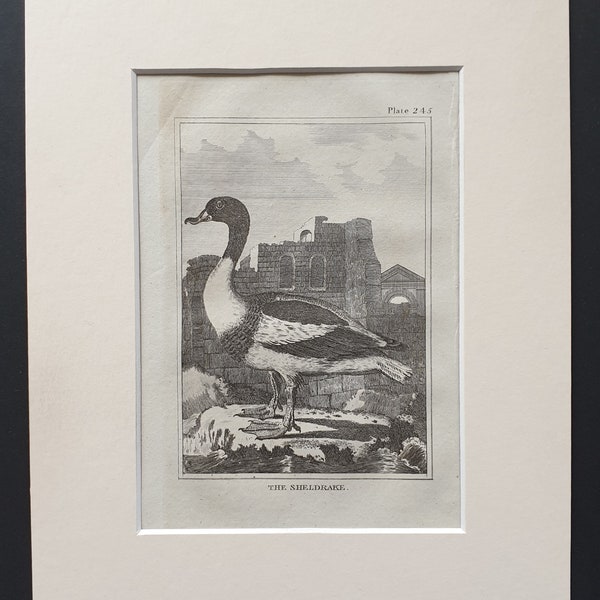 The Sheldrake -  Original 1812 Buffon print in mount (245)