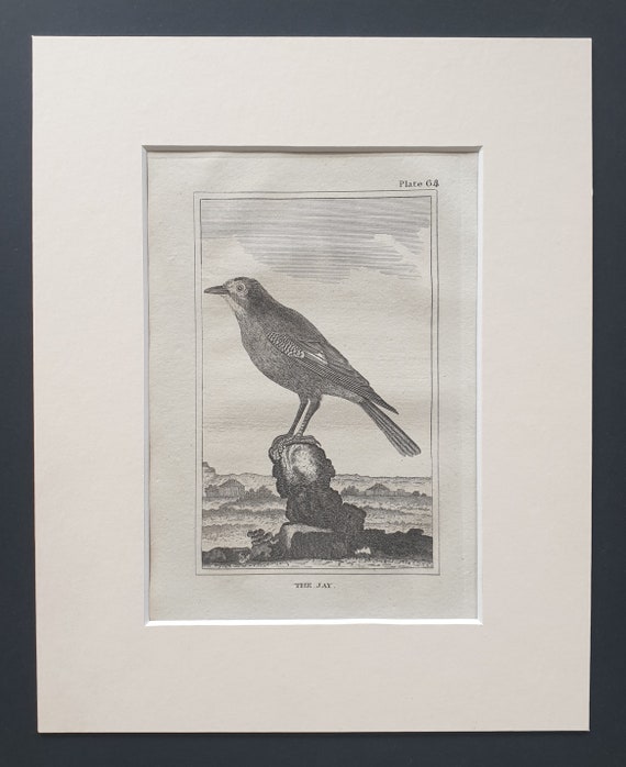 The Jay - Original 1812 Buffon print in mount (64)