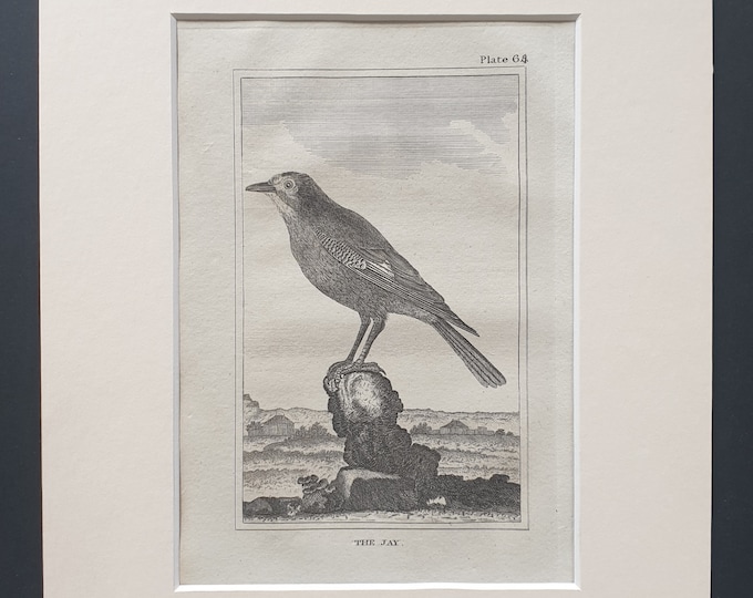 The Jay - Original 1812 Buffon print in mount (64)
