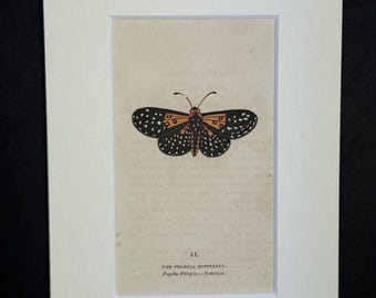 The Phlegia Butterfly - Original 1832 Hand Coloured Antique Print