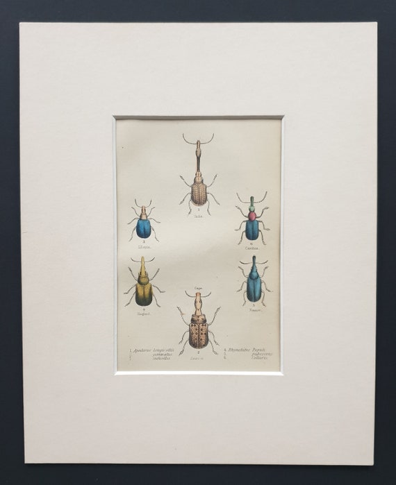 Apoderus and Rhynchites Varieties - Original c1860 hand coloured beetle print in mount