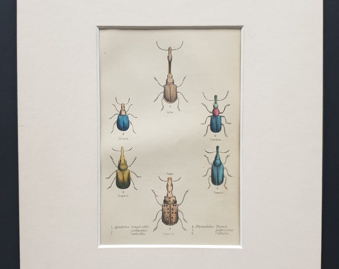 Apoderus and Rhynchites Varieties - Original c1860 hand coloured beetle print in mount