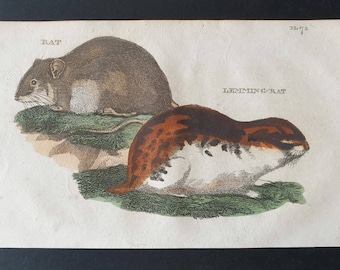 Rat/ Lemming Rat - Original 1821 hand coloured animal print