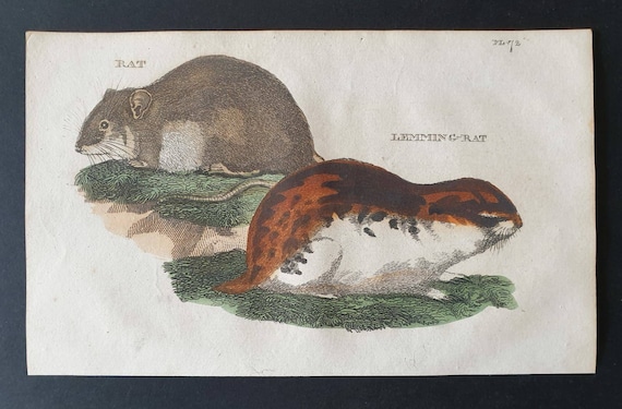 Original 1821 hand coloured animal print - Rat/ Lemming Rat