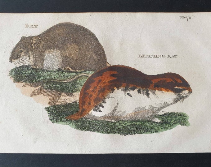 Original 1821 hand coloured animal print - Rat/ Lemming Rat