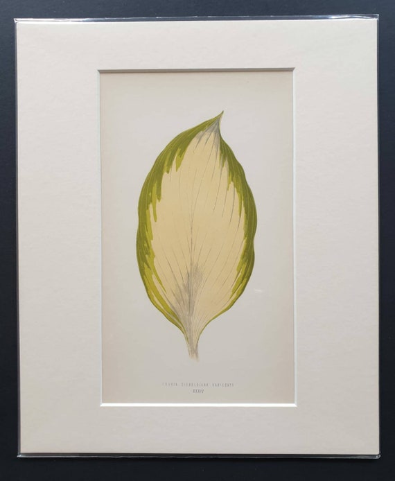 Original 1865 leaf print 'Funkia Sieboldiana Variegata'