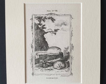 Doremouse - Original 1791 Buffon print in mount