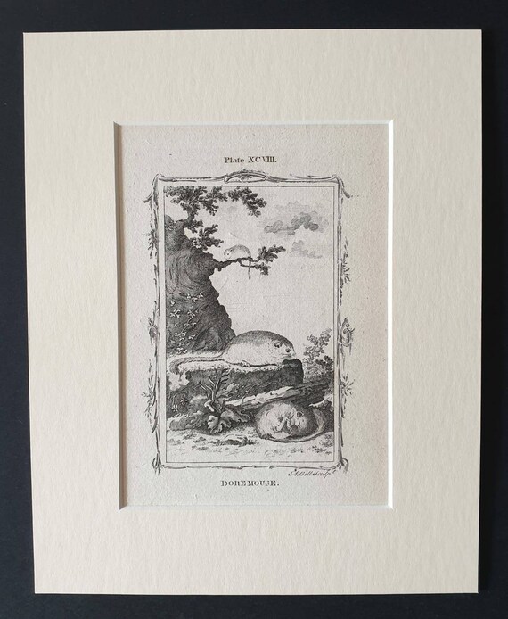 Original 1791 Buffon print in mount - Doremouse