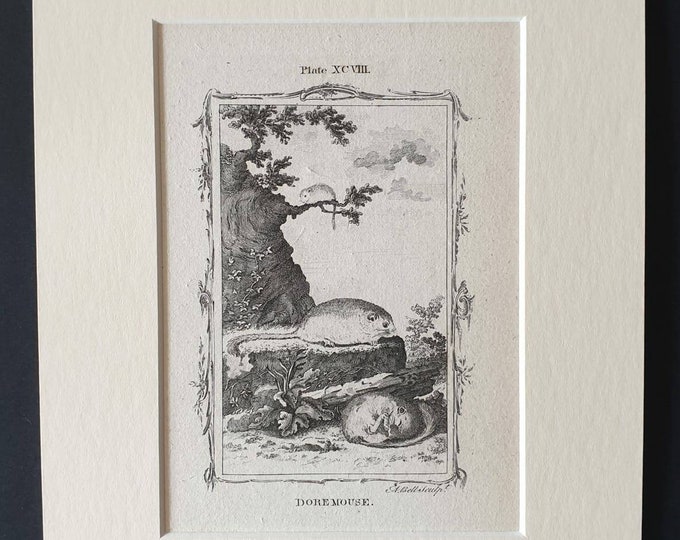 Original 1791 Buffon print in mount - Doremouse