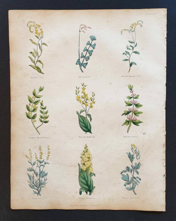 Original hand coloured 1850 Nicholas Culpeper herbal print - Plate 13