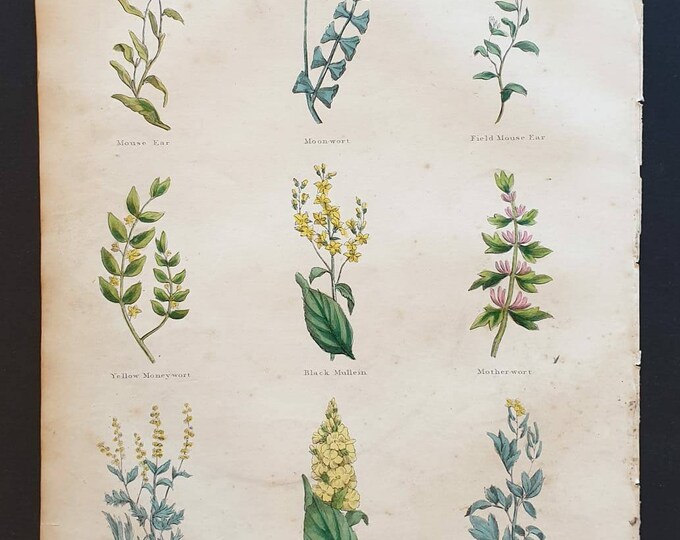 Original hand coloured 1850 Nicholas Culpeper herbal print - Plate 13