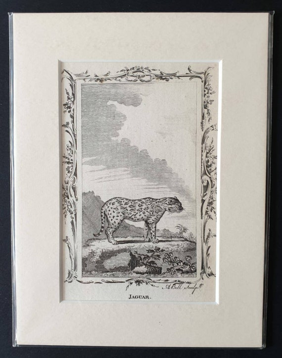 Original 1791 Buffon print - Jaguar