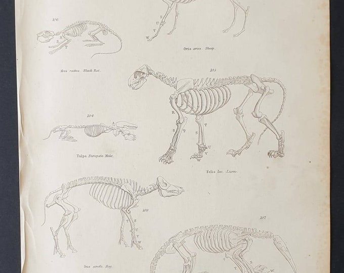 Original c1860's Museum of Natural History print - Animal Skeletons