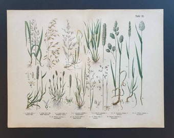 Plate 29 - Original 1888 hand coloured large botanical print