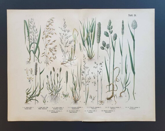 Original 1888 hand coloured large botanical print - Plate 29