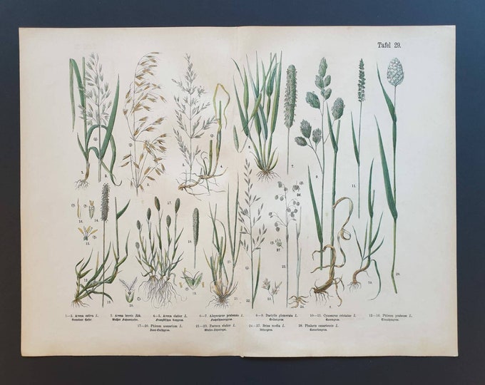 Original 1888 hand coloured large botanical print - Plate 29