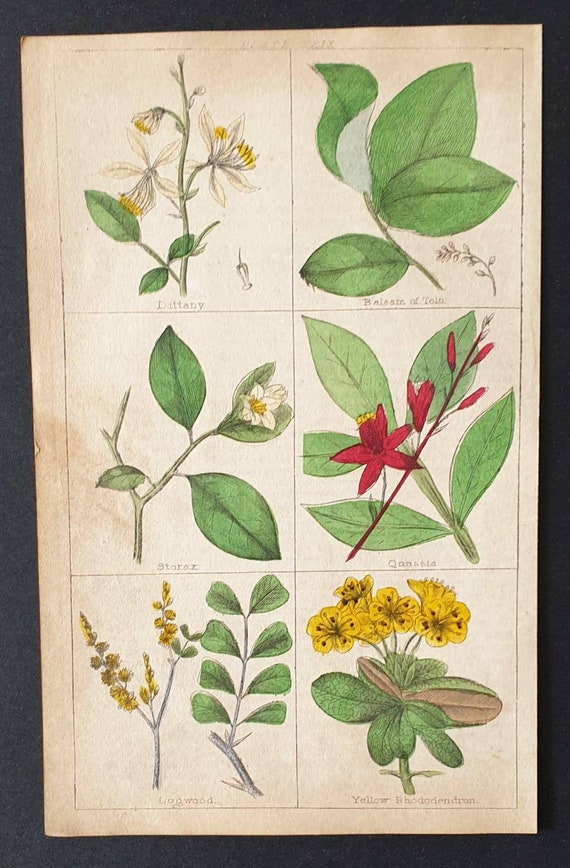 Original 1854 hand coloured botanical print