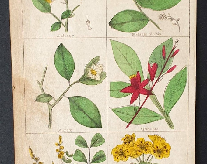 Original 1854 hand coloured botanical print