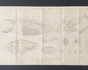 Splanchnology and Angiology of the Perch - Original 1834 Animal Kingdom print