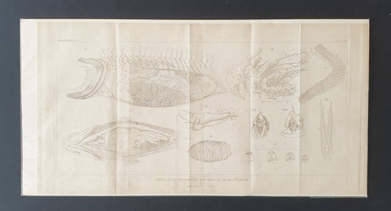 Original 1834 Animal Kingdom print - Splanchnology and Angiology of the Perch