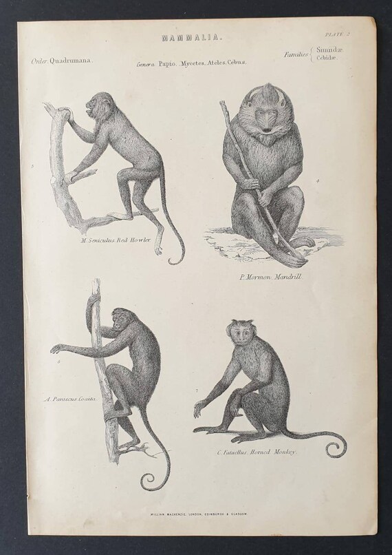 Original c1860's Museum of Natural History print - Monkeys