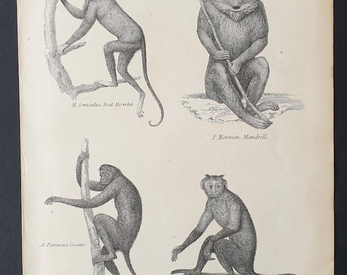 Original c1860's Museum of Natural History print - Monkeys