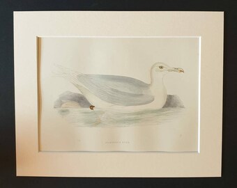 Glaucous Gull - Original 1891 hand coloured bird print in mount