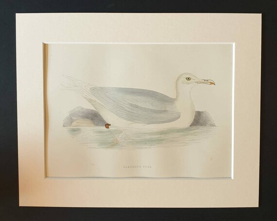 Original 1891 hand coloured bird print in mount - Glaucous Gull
