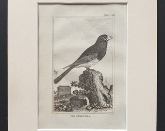 The Curuculi - Original 1812 Buffon print in mount (150)