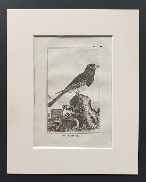 The Curuculi - Original 1812 Buffon print in mount (150)