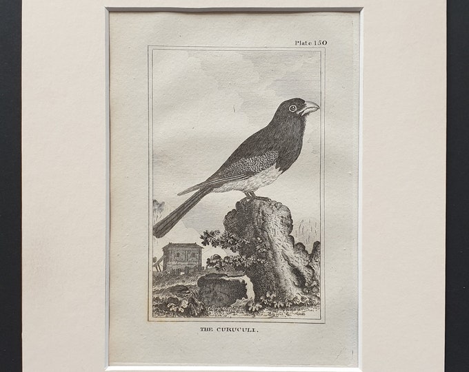 The Curuculi - Original 1812 Buffon print in mount (150)