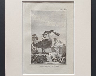 The Crested Boatbill -  Original 1812 Buffon print in mount (184)