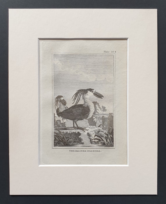 The Crested Boatbill -  Original 1812 Buffon print in mount (184)