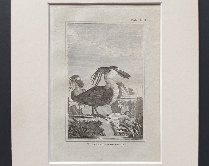 The Crested Boatbill -  Original 1812 Buffon print in mount (184)